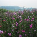 무궁화농원 이미지