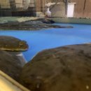 춤추는해녀(원평점) | 구미원평동대방어맛집 : 10kg이상 대방어만 잡는 찐 맛집 &#39;춤추는해녀 원평점&#39;♡