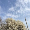 칠산초등학교 | 김해 흥동 목련숲, 다녀온 썰🤍