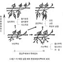 고구마의 형태 및 생태 이미지