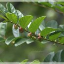 만두나무 이미지