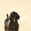 쁘띠퍼피 이미지