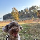 도그몰 | 강아지 물통 휴대용 다보기 도그보틀 스텐 350ml ㅡ 제티의 내돈내산 후기