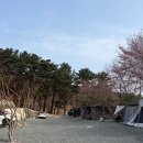 두산 캠핑장 | 함안깜핑장 캠핑 후기🏕️벚꽃 명당 있는 캠핑장(내돈내산)
