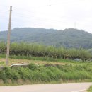 황박 묘 이미지