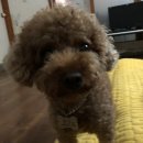 파라다이스펫 살롱 | 토이푸들 코코와 허스키 퓨리와 다녀온 '일산프리미엄펫쇼'