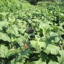 상순농장 이미지