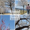 벚꽃길민박 이미지