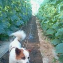 선인농장 이미지