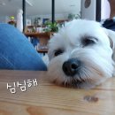 구름이 이미지