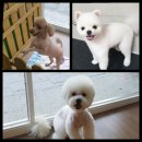 미소짓개 이미지