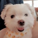 동백 숲속애견랜드 이미지