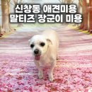 장군우체국 | 신창동 애견미용 말티즈 장군이 3mm 전체미용 후기