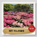 금마면 와야경로당 | 제주 마노르블랑 숨은 청보리밭 위치와 5월 수국 개화상황 실시간 후기