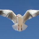 부산갈매기 - 강서구 명지오션시티4로 75 | 부산갈매기