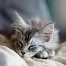 Lavenders | 제주도 고양이와 함께하는 여행 – 추천 숙소 + 스트레스 케어 가이드