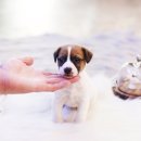 일산강아지분양 라펫 이미지