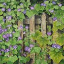 마음의 고향 이미지