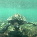 거북 파크 이미지