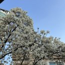 내가 뉴스다 | [남영] 저녁에 더 예뻤던 목련 카페, 굿뉴스 카페앤모어(2026.03.28-29 방문 솔직 후기)