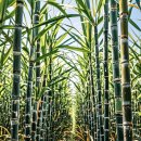 달콤한 푸른농장 이미지