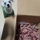 먹고또먹고 - 사상구 | 다이어트 간식 추천, 한입 고구마 10kg 다 먹고 또 주문한 솔직 후기