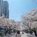 진해 군항제 벚꽃 축제 당일치기 후기 정보