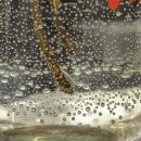 로즈마리 정원 | 로즈마리 수경재배 성공 후기(feat. 젖병재활용)