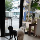 레띠에