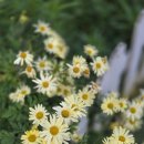 강아지소풍 | [청라 브런치 맛집] 강아지 동반 가능! 분위기 끝내주는 청라 소풍 파는 가게 방문 후기