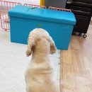 대백애견 이미지