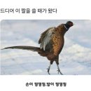 해수랜드 이미지