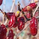 어슬렁대추정원 이미지