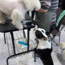 영천애견미용 이미지