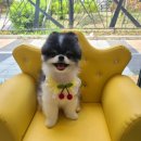 퐁실하개 이미지