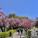 남산모루작은도서관 | 충남 당진 여행 겹벚꽃 명소 남산건강공원 꽃구경