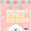평생함께 | 의정부랙돌분양, 유앤미펫에서 평생 함께할 반려묘를 만난 후기