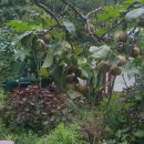 강변 뒷뜰 이미지