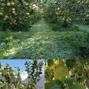 나투리스 이미지