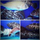 제주해풍횟집 이미지