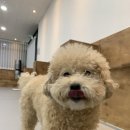 프리댕 | 안산 애견카페 프리댕 후기