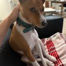 Dog House | 미국에서 펫시터로 소소한 수입만들기(2) :: Rover Boarding, House Sitting, Drop-In 후기