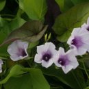 행복한작은고구마 이미지