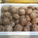 선우농장2 이미지