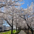 벚꽃치과의원 이미지