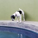 24시 더케어 동물의료센터 이미지