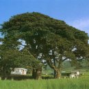 관매도 후박나무 이미지