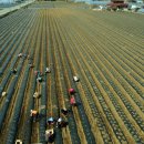 감자마을 이미지