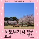 해신사 | 벚꽃 시즌에 방문한 세토우지 섬 여행 후기 배 시간표