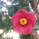 매물도해물탕 이미지